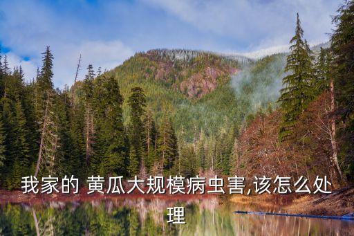 黃瓜一般用什么農(nóng)藥,黃瓜幼苗打什么農(nóng)藥