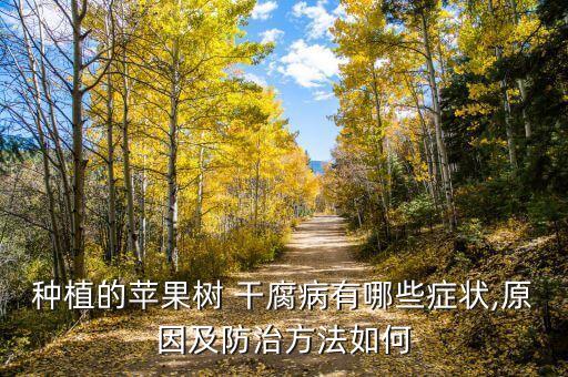種植的蘋果樹 干腐病有哪些癥狀,原因及防治方法如何
