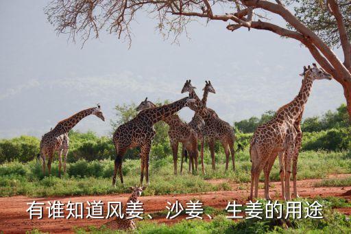 有誰知道風姜、沙姜、生姜的用途
