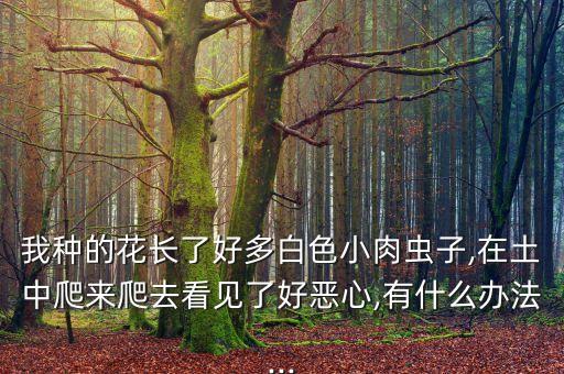 殺植物肉蟲用什么農(nóng)藥,什么可以殺植物葉子的蟲