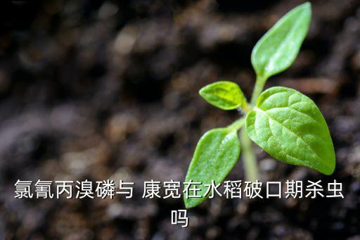 氯氰丙溴磷與 康寬在水稻破口期殺蟲嗎