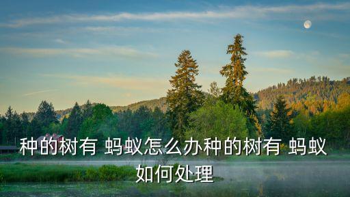 種的樹有 螞蟻怎么辦種的樹有 螞蟻如何處理
