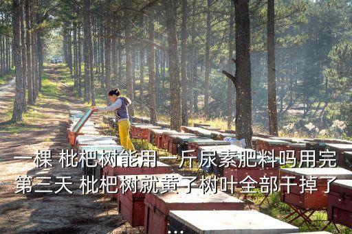 一棵 枇杷樹(shù)能用一斤尿素肥料嗎用完第三天 枇杷樹(shù)就黃了樹(shù)葉全部干掉了...