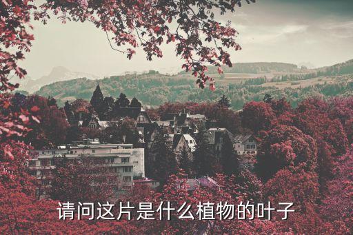 請問這片是什么植物的葉子