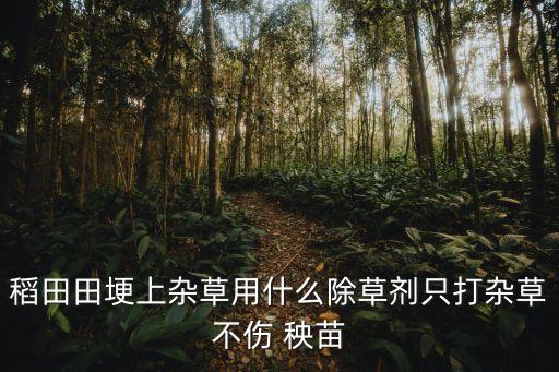 小秧苗用什么農(nóng)藥最好,秧苗打什么農(nóng)藥
