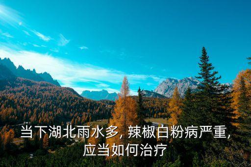 當下湖北雨水多, 辣椒白粉病嚴重,應當如何治療
