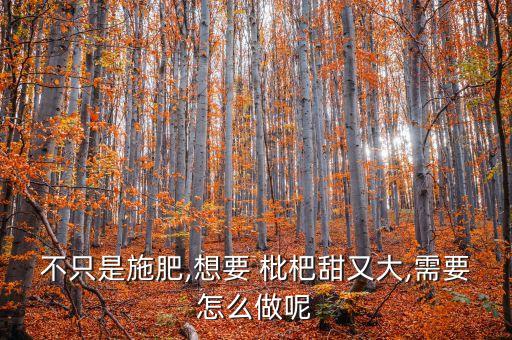 不只是施肥,想要 枇杷甜又大,需要怎么做呢