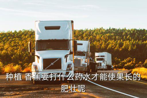 種植 香蕉要打什么藥水才能使果長的肥壯呢
