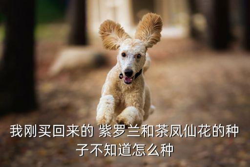 紫羅蘭什么農藥有效,什么可以有效地減少農藥污染