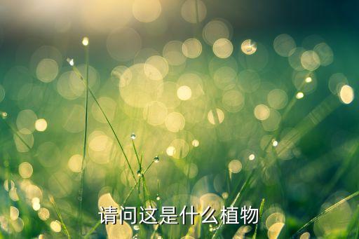 請(qǐng)問(wèn)這是什么植物