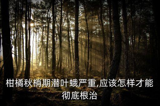 柑橘秋梢期潛葉蛾嚴重,應該怎樣才能徹底根治