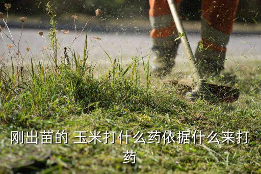 玉米苗地老虎用什么農藥,地老虎咬玉米苗怎么辦