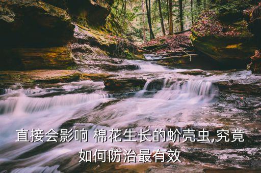 直接會影響 棉花生長的蚧殼蟲,究竟如何防治最有效
