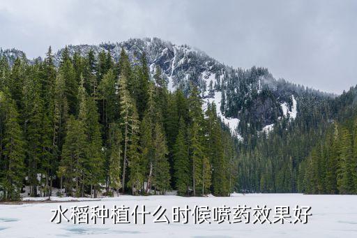 最近什么時間水稻打農藥,什么時間種水稻
