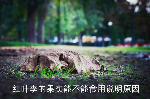  紅葉李的果實能不能食用說明原因