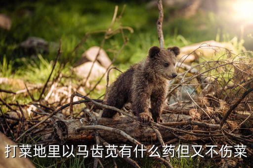 莧菜殺蟲用什么農(nóng)藥最好,殺蟲農(nóng)藥什么時間打最好