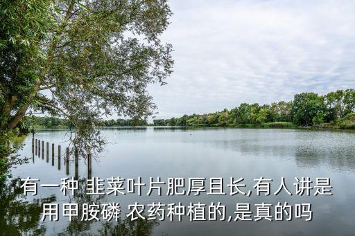 什么農藥噴韭菜旺盛粗葉,韭菜什么季節農藥最多