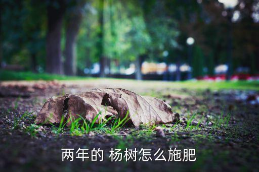 兩年的 楊樹怎么施肥