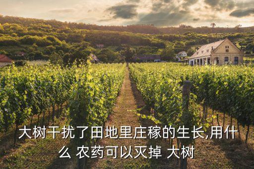 什么農藥殺大樹最厲害視頻,殺大樹的農藥什么藥
