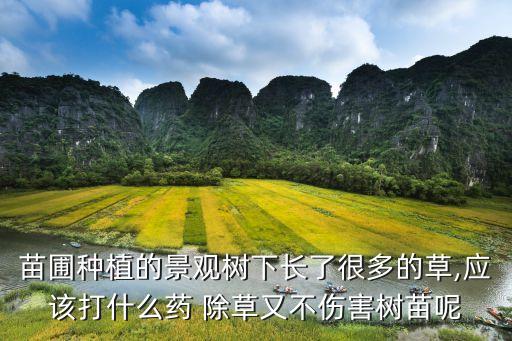 苗圃種植的景觀樹下長了很多的草,應該打什么藥 除草又不傷害樹苗呢