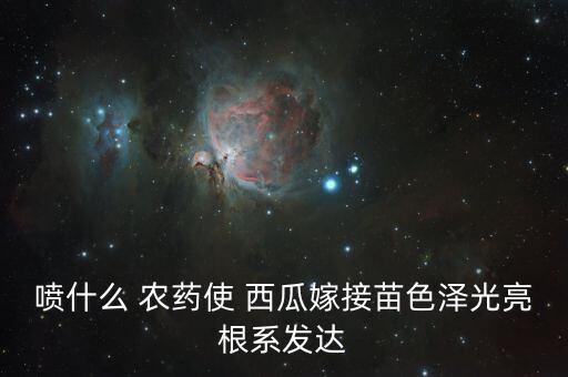 噴什么 農(nóng)藥使 西瓜嫁接苗色澤光亮根系發(fā)達(dá)