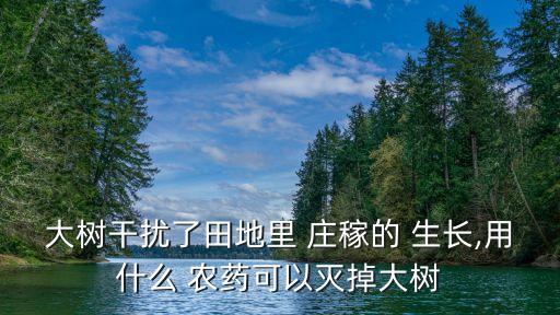 大樹干擾了田地里 莊稼的 生長,用什么 農(nóng)藥可以滅掉大樹