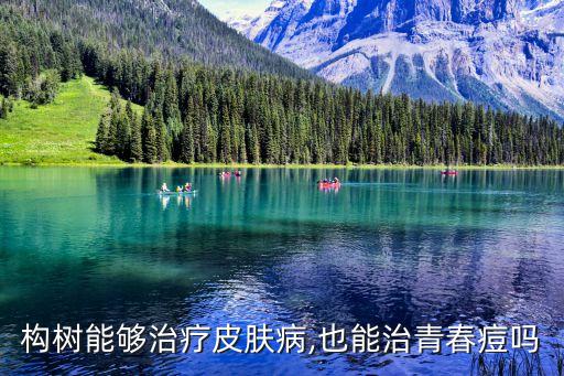 構(gòu)樹能夠治療皮膚病,也能治青春痘嗎