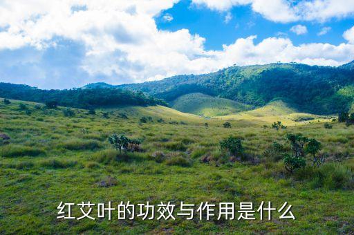紅艾葉的功效與作用是什么