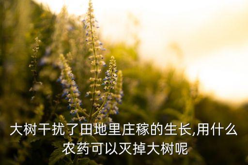 大樹干擾了田地里莊稼的生長,用什么 農藥可以滅掉大樹呢