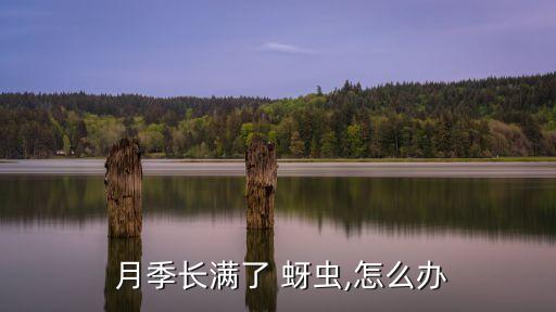  月季長滿了 蚜蟲,怎么辦
