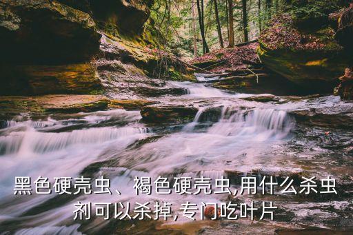 黑色硬殼蟲、褐色硬殼蟲,用什么殺蟲劑可以殺掉,專門吃葉片