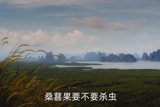 桑葚什么時候噴農藥,桑葚會噴農藥嗎