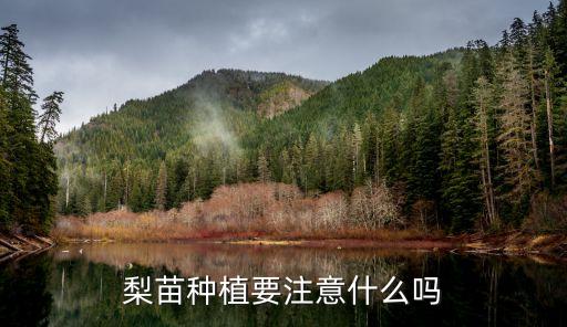 梨苗種植要注意什么嗎