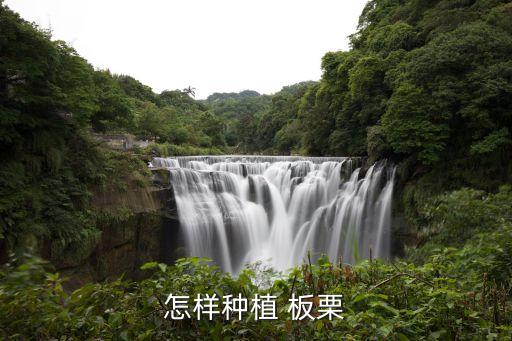 怎樣種植 板栗