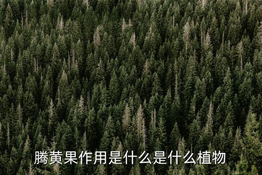 騰黃果作用是什么是什么植物