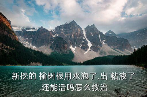 新挖的 榆樹根用水泡了,出 粘液了,還能活嗎怎么救治