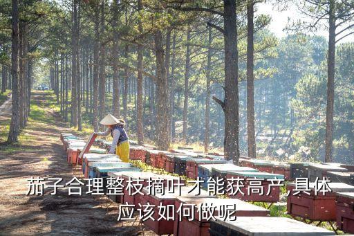  茄子合理整枝摘葉才能獲高產,具體應該如何做呢