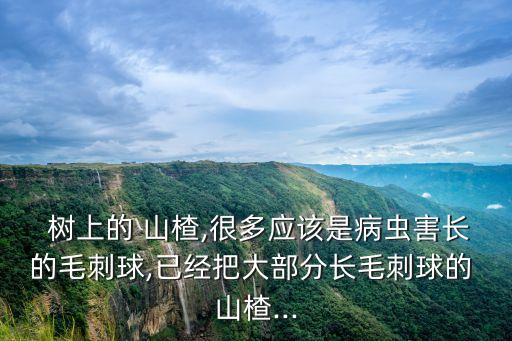 山楂樹上噴什么農藥好使,春季山楂樹打什么農藥