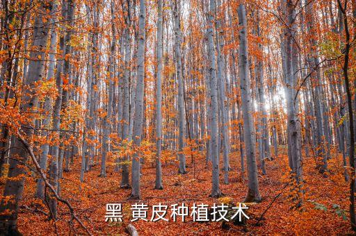 ,黃皮樹自然枯死殺什么農藥