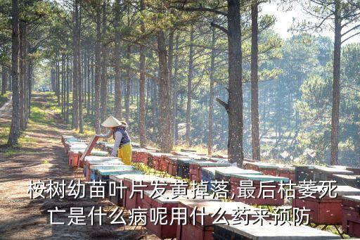 桉樹噴什么農藥殺蟲好,什么農藥可以殺死桉樹