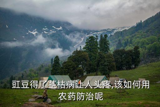 豇豆麻葉打什么農藥