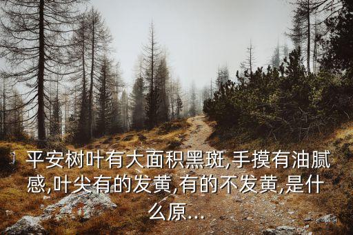  平安樹葉有大面積黑斑,手摸有油膩感,葉尖有的發(fā)黃,有的不發(fā)黃,是什么原...