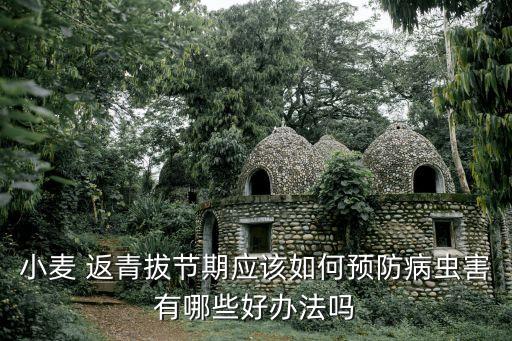 打什么農藥可以返青
