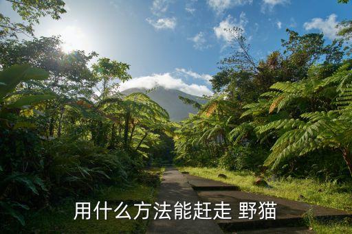 ,用什么農藥可以殺野貓