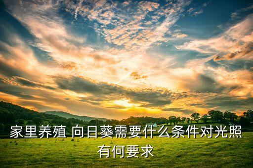 家里養殖 向日葵需要什么條件對光照有何要求