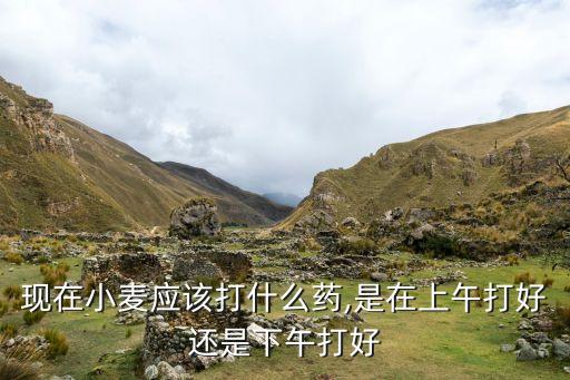 現(xiàn)在小麥應(yīng)該打什么藥,是在上午打好還是下午打好