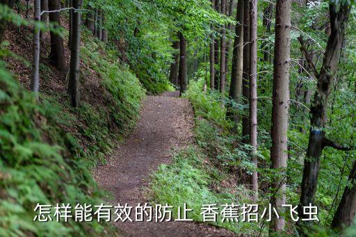 怎樣能有效的防止 香蕉招小飛蟲