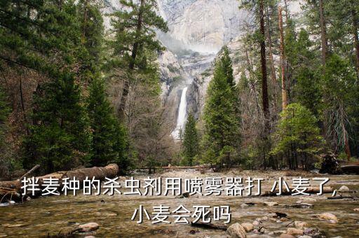 拌麥種的殺蟲劑用噴霧器打 小麥了, 小麥會死嗎
