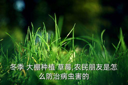 冬季 大棚種植 草莓,農民朋友是怎么防治病蟲害的