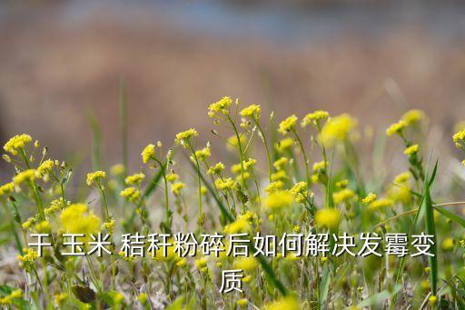 玉米秸稈最怕什么農藥消毒